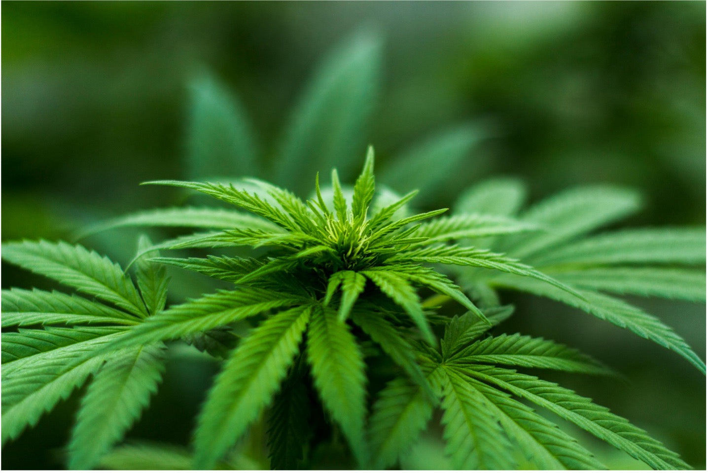 La Conversación Sobre El Cannabis que No Estamos Teniendo — Y El Costo de Guardar Silencio