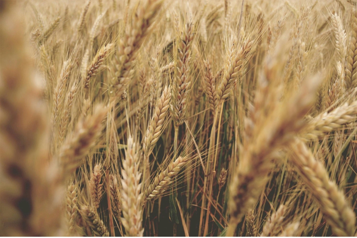 El Pegamento Oculto Detrás de la Epidemia del Gluten