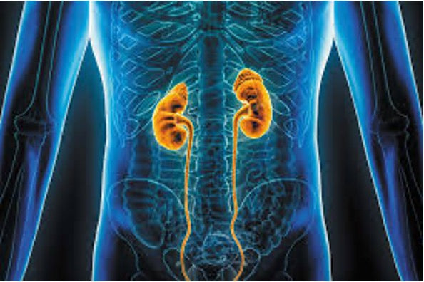 Salud Renal