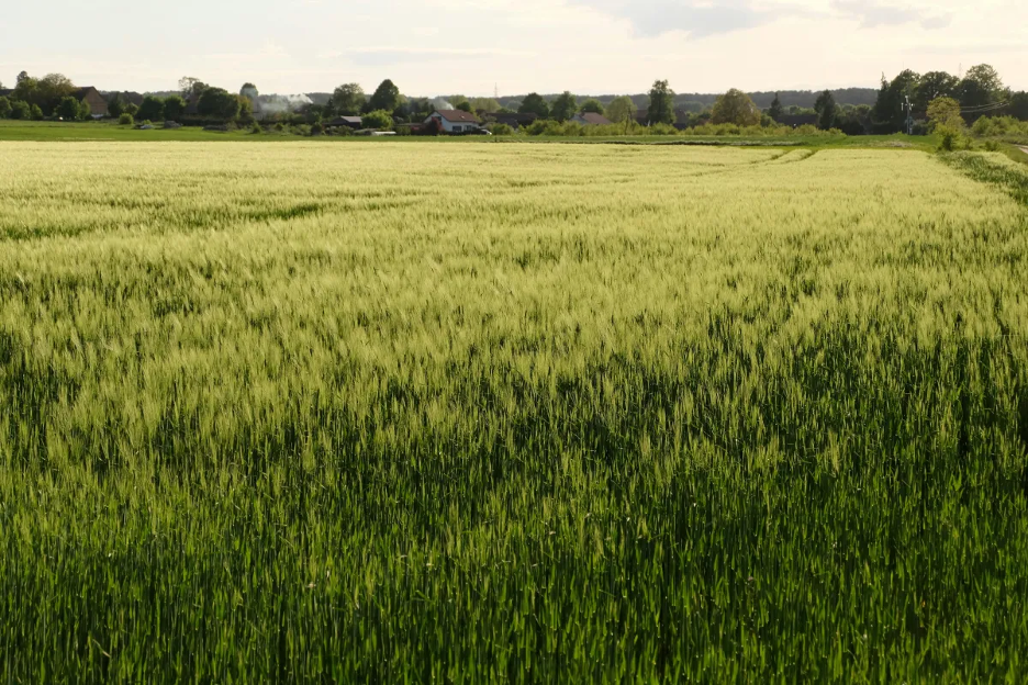 Del Suelo a la Fábrica: Cómo Nuestras Tierras de Cultivo Dejaron de Alimentarnos y Comenzaron a Alimentar a la Industria