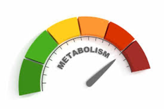 Metabolismo Basal: El Motor Oculto que Determina Tu Salud, Peso y Energía