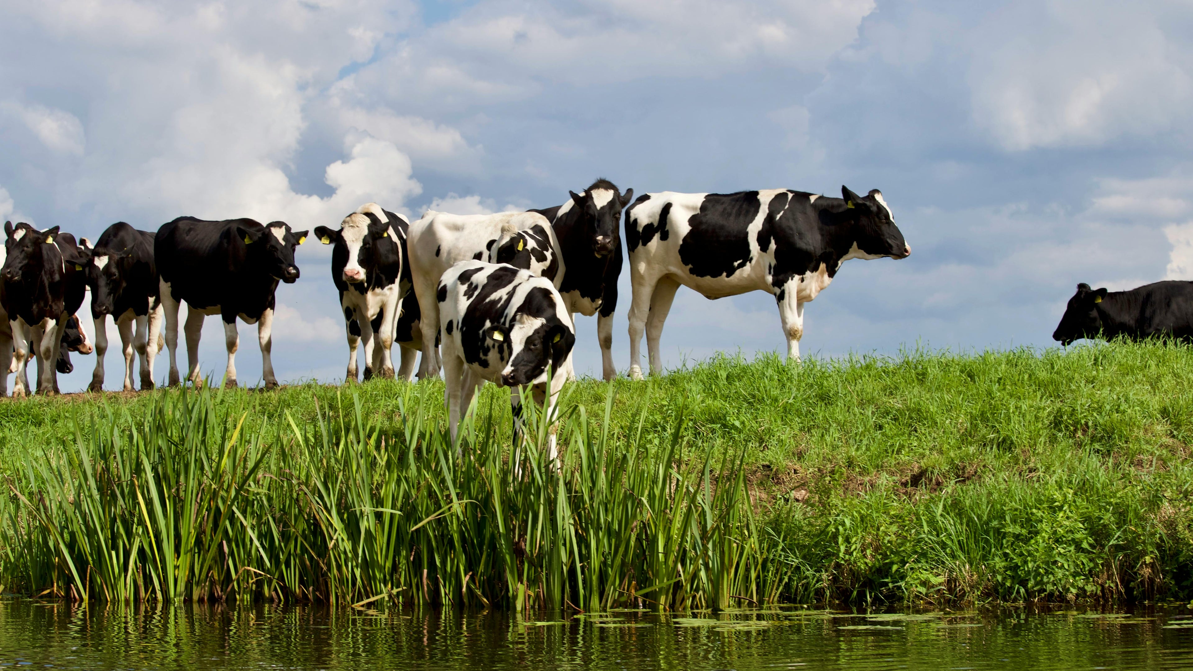 ¿Absorbes el Estrés de un Animal Cuando Comes Carne?